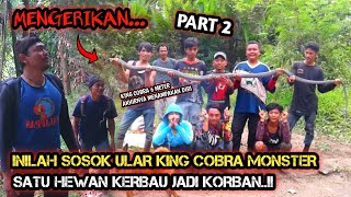 MISI PENCARIAN ULAR KING COBRA 6 METER MASIH BERLANJUT  PART 2 [upl. by Arihsan]