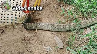 Trapping big snakes in the forest [upl. by Latrena]