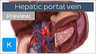 Hepatic Portal Vein preview  Human Anatomy  Kenhub [upl. by Lucho]