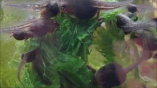 Day 22 to 26 METAMORPHOSIS begins Green Treen Frog tadpoles life cycle PART 4 in Super Macro [upl. by Zolner]