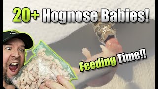 Really COOL Feeding 20 baby Hognose snakes [upl. by Lannie]