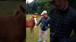 Caballos Salvajes 🐴🐴 Vall de Boí [upl. by Elihu]