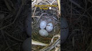 Lovely Yellowhammer Nest with 3 Eggs in the UK 2024  birdnesting birds birdnest britishbirds [upl. by Fauver954]