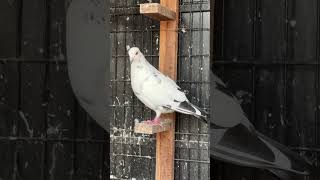 Female breeder 🕊️🔥🔥❤️❤️pigeon femalepigeon caring kabutar faceofbeauty looks [upl. by Bluefarb]