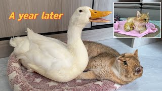 The duckling raised by the kitten has grown up Adult duck wants to sleep with cat cat is shocked [upl. by Asssilem211]