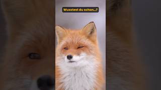 Der Geruchssinn der Füchse ist ihre Superkraft 🦊💡 [upl. by Zelig]