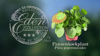 Pilea peperomioides  Pannenkoekplant [upl. by Randolph]