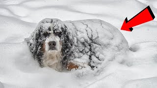 Donmak Üzere Bir Köpek Buldular Karnının Altında Öyle Bir Şey Gizliyordu ki [upl. by Adlesirk486]