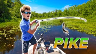 EPIC Backwater Fishing for NORTHERN PIKE Vicious Strikes [upl. by Thar441]