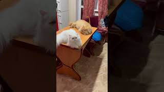 Ginger amp Snowflake  cute funny cats  gatos  gatti  chats  katzen  katten  koty  котики [upl. by Wandy]