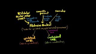 Schneid Guide to Horizontal Conjugate Eye Movement Control Systems VOR smooth pursuit saccades [upl. by Auerbach69]