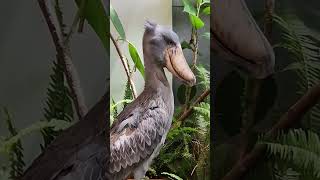 Meet the SHOEBILL STORK Often Reffered to As the Living [upl. by Nehr]