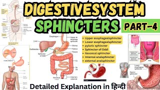 Sphincters in Digestive System  Digestive Tract Anatomy and Physiology [upl. by Ornie477]