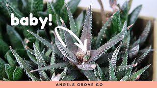 Succulent Propagation Haworthia Cutting Update [upl. by Glogau]