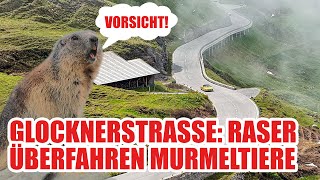 Glocknerstraße Rücksichtslose Raser überfahren Murmeltiere im Hochgebirge [upl. by Dleifrag990]