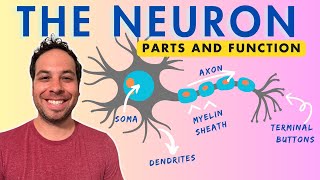 What is a Neuron Parts and Function [upl. by Alita]