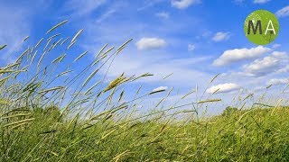 2 Hours of Peaceful amp Relaxing Sleep Music  Soft Piano  Road to Bliss  Playlist  BetterSleep [upl. by Aisnetroh752]