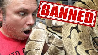 VERY UPSET THEY OUTLAWED THIS SNAKE  BRIAN BARCZYK [upl. by Kellyann]