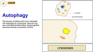 LYSOSOMES ANIMATION AUTOPHAGY [upl. by Hightower]