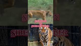 Smilodon VS Siberian tiger shortstop10sabretoothtiger [upl. by Saucy]