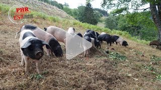 Ferme de fougères  diversification avec des cochons en plein air [upl. by Ahterod]