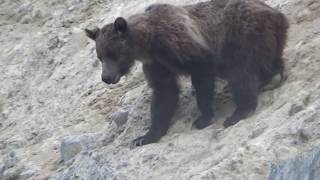 MOUNTAIN GOAT GRIZZLY BEAR ENCOUNTER IN CANADIAN ROCKIES [upl. by Lehteb]