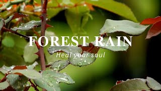 3 Hour  Spiritual Rain Meditation  Calming Forest Ambience  Insomnia  Study  Focus  Spa [upl. by Chew]