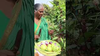 my grandmother harvest vegetables 😘😘 [upl. by Marlene801]