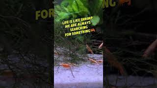 Cherry Shrimp sharing motivational quote and food [upl. by Willumsen]