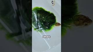 Do turtle with green hair look nice shortvideo healing pets turtle beautiful shorts [upl. by Haseefan]