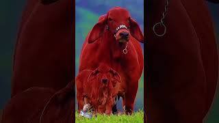 Haider Haider cow haiderhaiderrecords farmer animals [upl. by Ocsicnarf454]