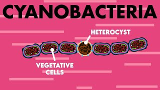 Origin Of Life and The Role of Cyanobacteria BlueGreen Algae  Evolution Class 12  NEET 2021 [upl. by Shoemaker]