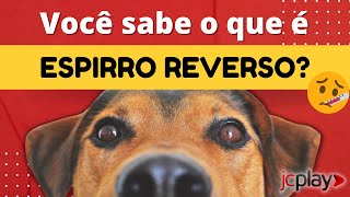 ESPIRRO REVERSO Veterinário explica como identificar os sintomas e tratálos [upl. by Pinette]