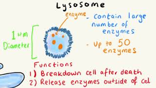 LYSOSOMES  STRUCTURE AND FUNCTION EXPLAINED FAST [upl. by Miner]