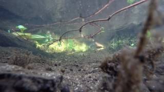 Unarmored Threespine Stickleback at San Felipe Creek [upl. by Nathanil]