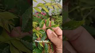 Brown and Black Spots on Curry Leaf Plants [upl. by Vizzone]