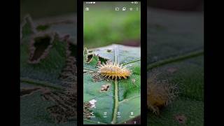 Gcam Nikita 20Best Configgcam gcamnikita configgcam shorts [upl. by Mihalco]