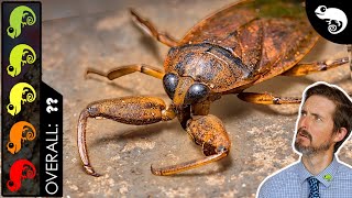 Giant “Toe Biter” Water Bug The Best Pet Insect [upl. by Meerak590]