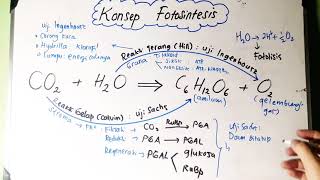 Konsep Fotosintesis  Reaksi Terang dan Reaksi Gelap [upl. by Coltin]