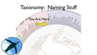 Taxonomy and Systematics [upl. by Acinemod]