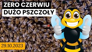 29102023  UL1  Zero czerwiu Dużo pszczoły Idzie zima [upl. by Whyte]