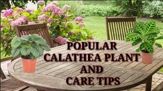 CARE TIPS FOR YOUR CALATHEA PLANT [upl. by Asssilem]