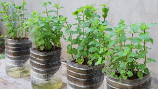 How to grow mint in plastic bottles with water at home [upl. by Izak]