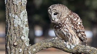 These Caterwauling Barred Owls Sound Like Monkeys  Calling All Turkeys [upl. by Korwun193]