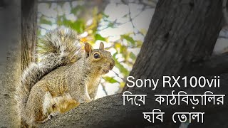 Sony RX100vii দিয়ে কাঠবিড়ালির ছবি তোলা [upl. by Nyleikcaj468]