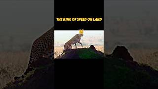 full speed cheetah trending animals cheetah wildlife youtubeshorts viralvideo edit shorts [upl. by Enitsyrhc]