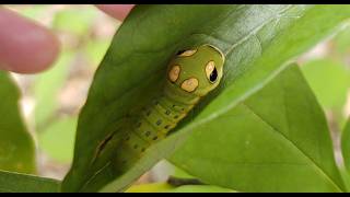 Spicebush Swallowtail Butterfly Lifecycle [upl. by Uund64]