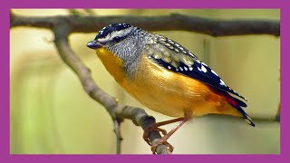 Spotted Pardalote Bird [upl. by Ecienahs]