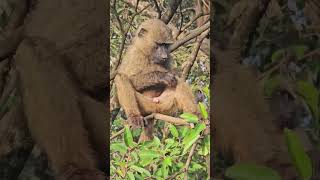 Just chilling baboon troublemaker primates africansafari gorrilla smartanimals kenyasafari [upl. by Yelekalb]