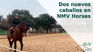 🐴Dos nuevos caballos para competir en NMV Horses🐴 Carenio y Splash🐴 [upl. by Haissi]